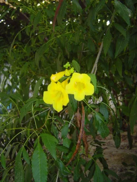 Flores amarillas con sus nombres - Imagui