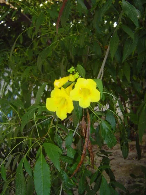 AYUDA!!!! CUAL ES EL NOMBRE CIENTIFICO DE ARBOL CON FLORES ...