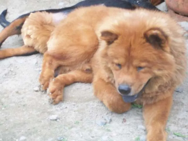 Ayudame a encontrar mi perro chow chow de 4 años - Guayas, Ecuador ...