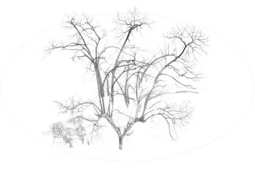 azulbleu - Dibujos de árboles y bosques I