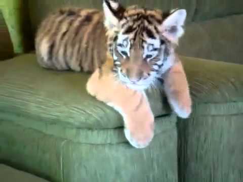 Baby Tiger and Dog are the best friends - YouTube