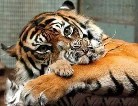 baby tiger with mom | Animals | Pinterest | Tigres, Bebés y Tigres ...