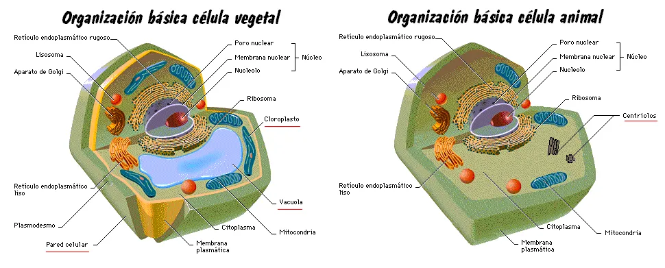 SEGUNDO DE BACHILLERATO.: Célula animal y vegetal M.Sánchez