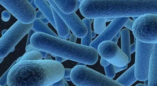 Bacillus Cereus DQ01: El Microorganismo que podría salvar al Golfo ...