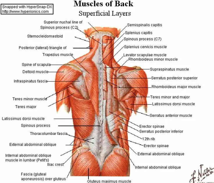 Back muscles from Netter | Gdamn A&P | Pinterest | Back Muscles ...
