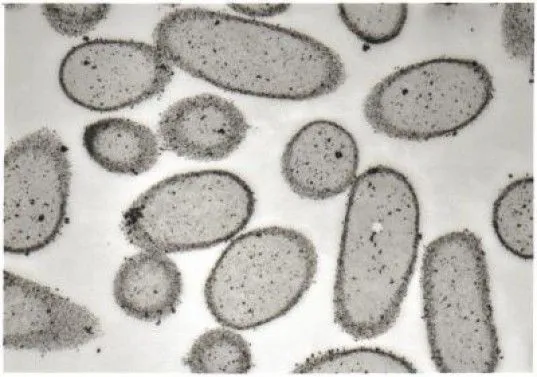 Dibujos de hongos y bacterias para colorear - Imagui