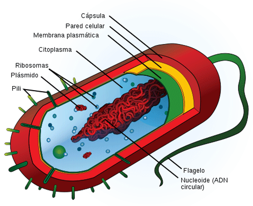 Bacteria y sus partes para colorear - Imagui