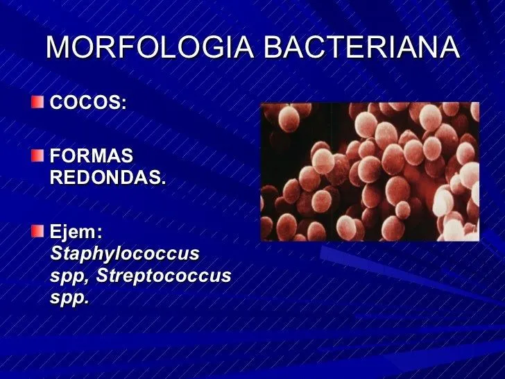 bacterias-12-728.jpg?cb=1277638740