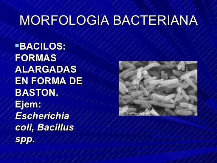 bacterias-14-728.jpg?cb=1277638740