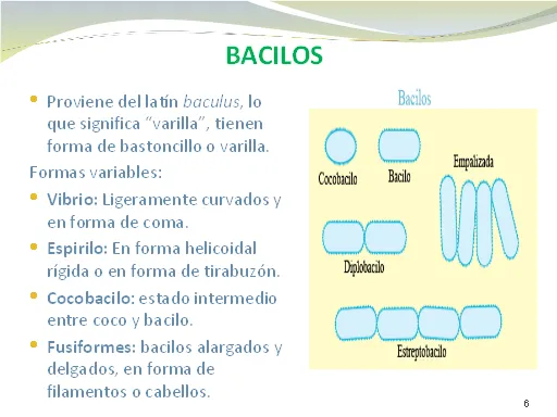 Bacterias, definición y clases - Monografias.com