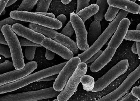 Imágenes de bacterias para pintar - Imagui