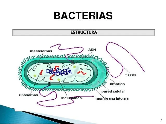 Bacterias con sus nombres - Imagui
