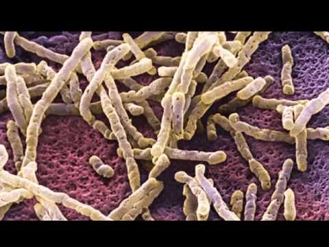 Bacterias | Triton TV