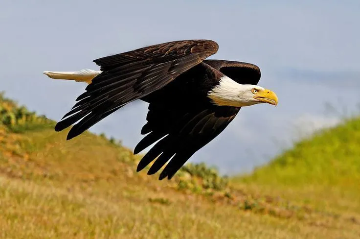 Bald Eagle flying. -Aguila calva volando | BIRDS-BUTTERFLIES ...