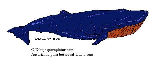 Características de las Ballenas