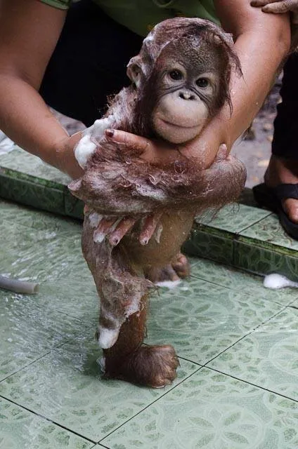 bañando A Un Chimpancé | Hola XD