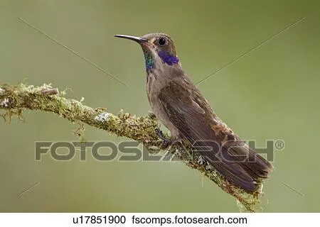 Banco de Fotografías - marrón, Violetear, colibrí, (Colibri ...