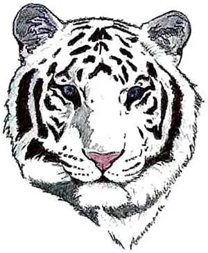 Imagenes para colorear: Caricatura de tigre blanco Imagenes para colorear: Caricatura de tigre blanco