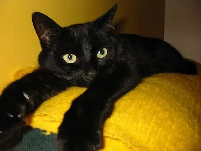 Banco de Fotos gratis: Foto de un gato negro descansado muy agusto Banco de Fotos gratis: Foto de un gato negro descansado muy agusto