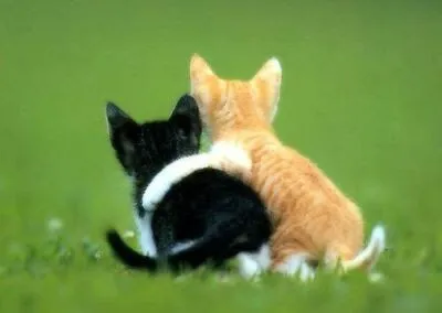 Banco de Fotos gratis: Tiernos Gatitos abrazados juntos