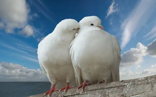 banco de fotos: Palomas Blancas - Hermosa Pareja de Palomas Blancas banco de fotos: Palomas Blancas - Hermosa Pareja de Palomas Blancas
