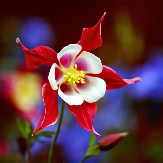Free Image Bank: 60 fotografías de las flores más hermosas del mundo