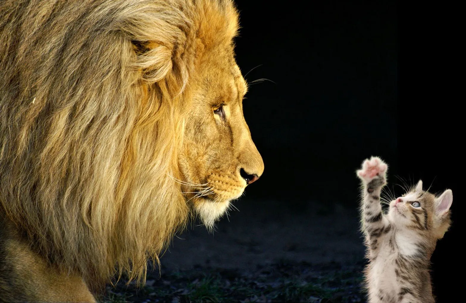 Animales muy tiernos y a la vez divertidos Animales muy tiernos y a la vez divertidos