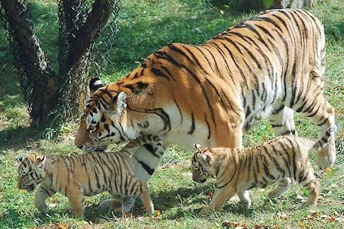Banco de Imagenes Gratis .Com: Colección de felinos exóticos y ... Banco de Imagenes Gratis .Com: Colección de felinos exóticos y ...