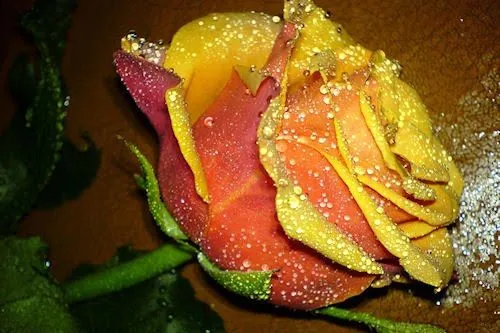 Banco de Imagenes Gratis .Com: Rosas de colores parte IV (8 fotos ...