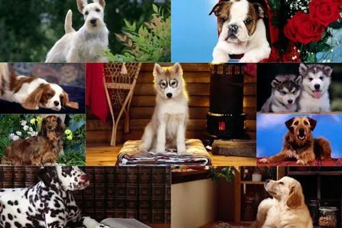 Banco de Imágenes Gratis: Imágenes y fotografías de perritos VI (9 ... Banco de Imágenes Gratis: Imágenes y fotografías de perritos VI (9 ...