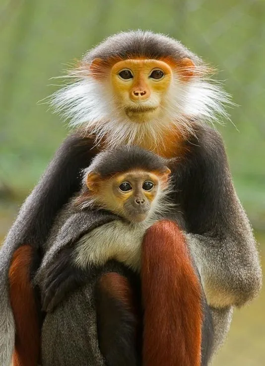 Madre e hijo monos disfrutando el sol de la mañana | Banco de Imágenes