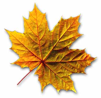 bandera::canada::The Maple Leaf::hoja de arce:: bandera::canada::The Maple Leaf::hoja de arce::