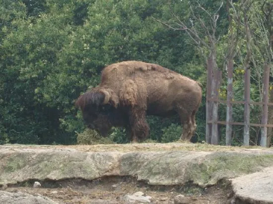 barny bison - Picture of Parque Zoologico de Chapultepec, Mexico ...