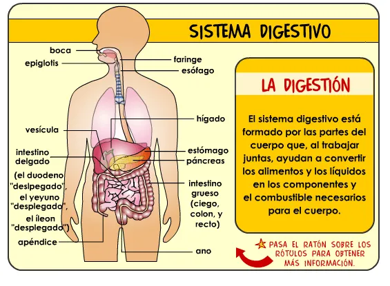 Informacion sobre el aparato digestivo para niños - Imagui