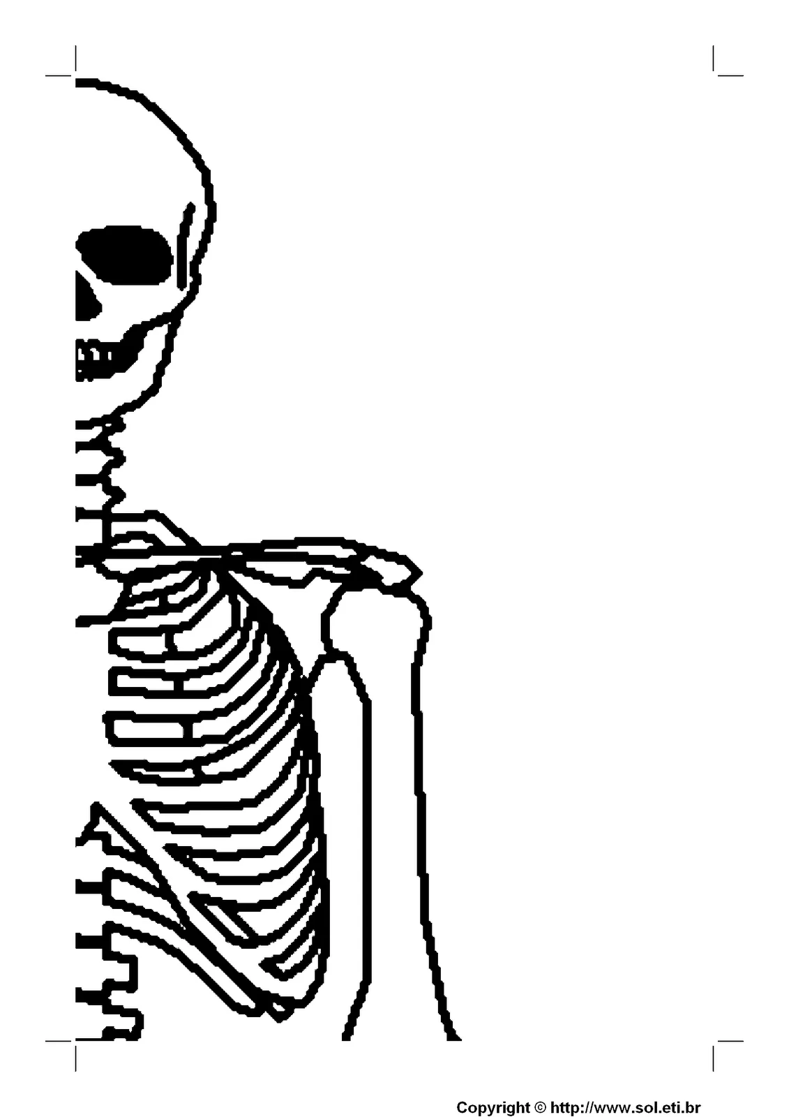 BAUZINHO DA WEB - BAÚ DA WEB : Molde do esqueleto humano ossos para  imprimir e montar mural ou painel