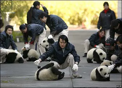 Los nombres para los pandas bebés fueron elegidos por el público ... Los nombres para los pandas bebés fueron elegidos por el público ...