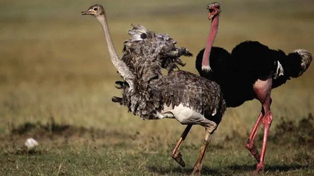 BBC Mundo - Noticias - Descubren cómo los avestruces tienen erecciones