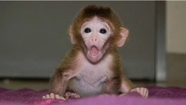 BBC Mundo - Noticias - Nace "Quimera", el primer mono reproducido ...