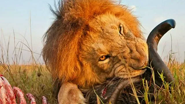 BBC Mundo - Noticias - Una "cámara escarabajo" entre los leones ...