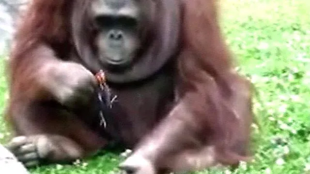 BBC Mundo - Noticias - El tierno orangután que trató de rescatar a ...