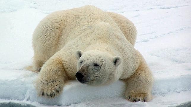 La BBC grabó a unos osos polares en un zoo para un documental ...