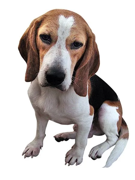 Beagle | Mundo Perro