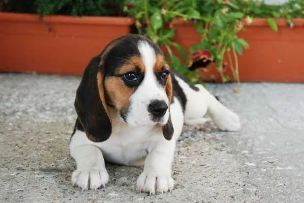 Beagle - Perros - Venta Mascotas