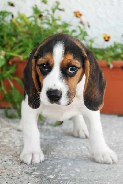 Beagle - Perros - Venta Mascotas