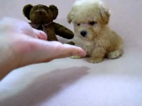 Beary : poodle tiny toy male off white color - YouTube