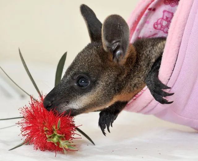El bebé canguro juega con una flor | Qué.es