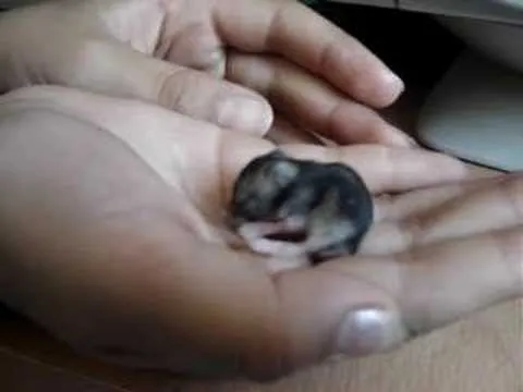 Bebé hamster de 2 semanas. - YouTube