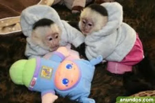 Bebé monos cara blanca capuchino para su aprobación - Catoira
