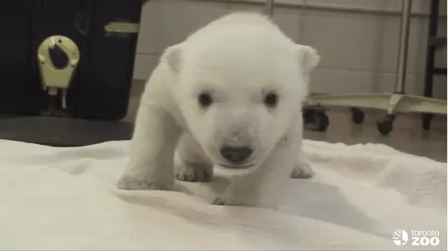 Un bebé de oso polar es furor en las redes ~ NM Actualidad