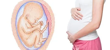 El desarrollo del bebé en la semana 24 de embarazo